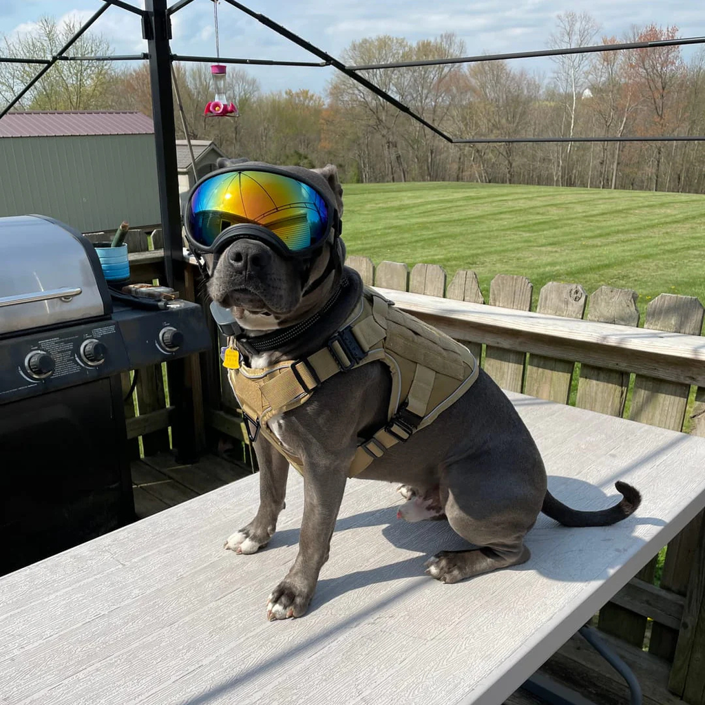 No Pull Tactical Harness