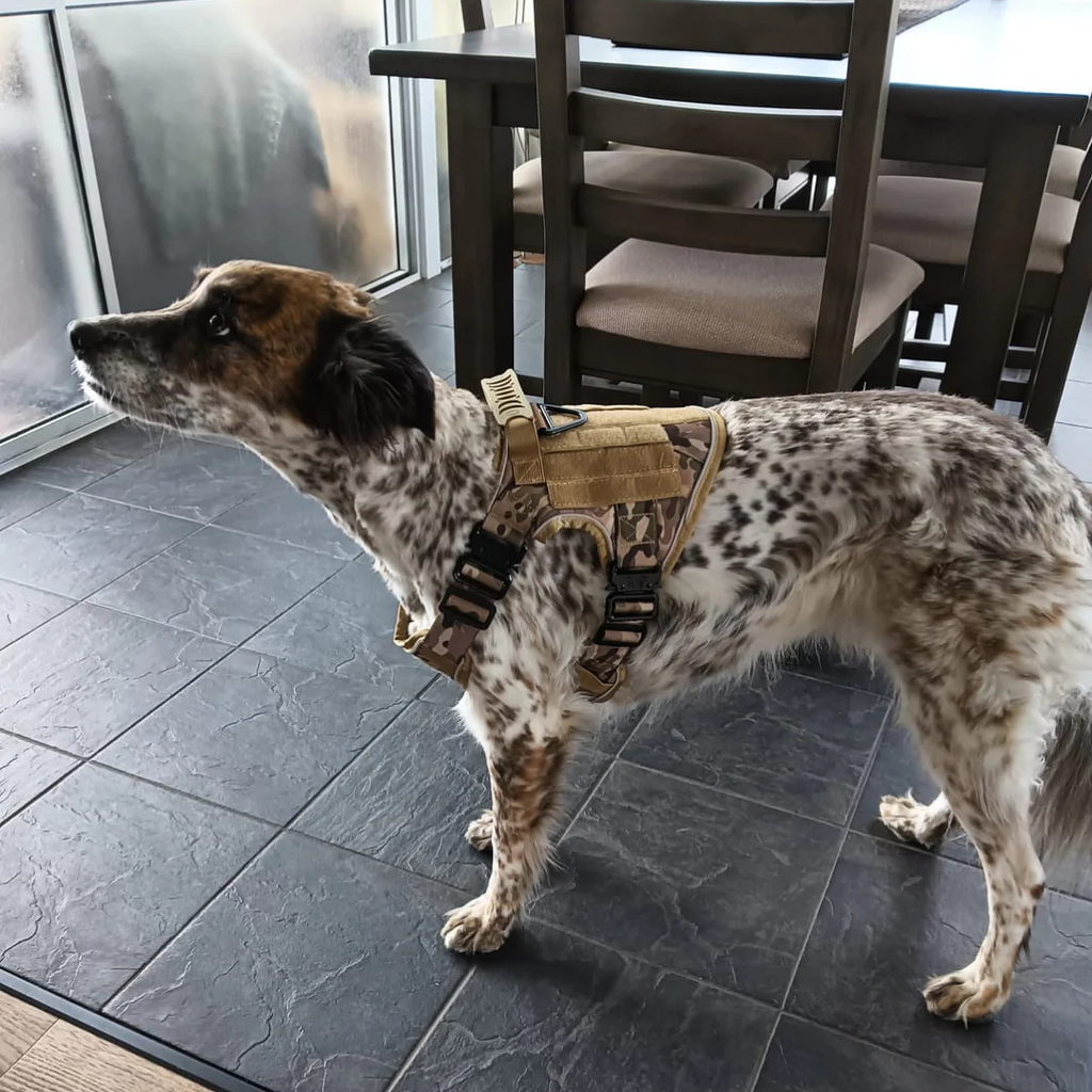 No Pull Tactical Harness